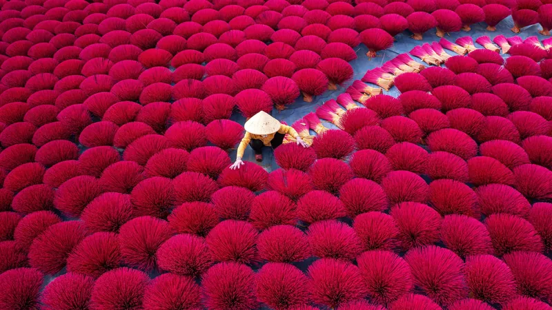 Người đội nón lá sắp xếp những bó chân hương đỏ đang phơi nắng gần Hà Nội.